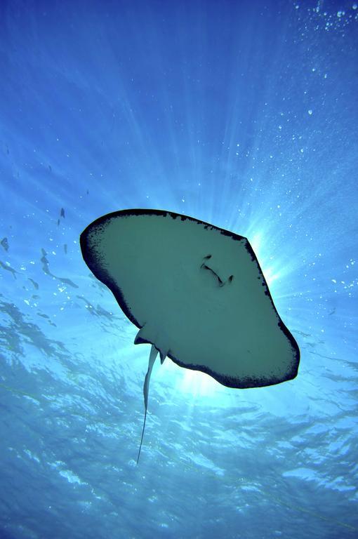 Bohio Dive Resort Cockburn Town Ngoại thất bức ảnh